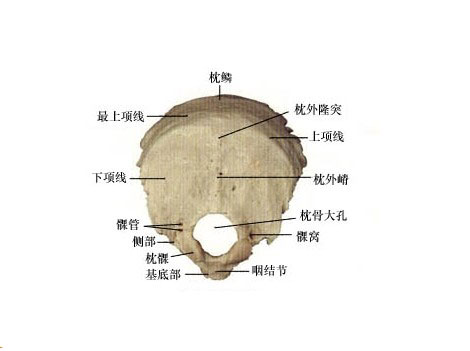 枕骨大孔解剖图图片