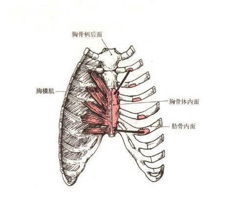 胸肋面图片