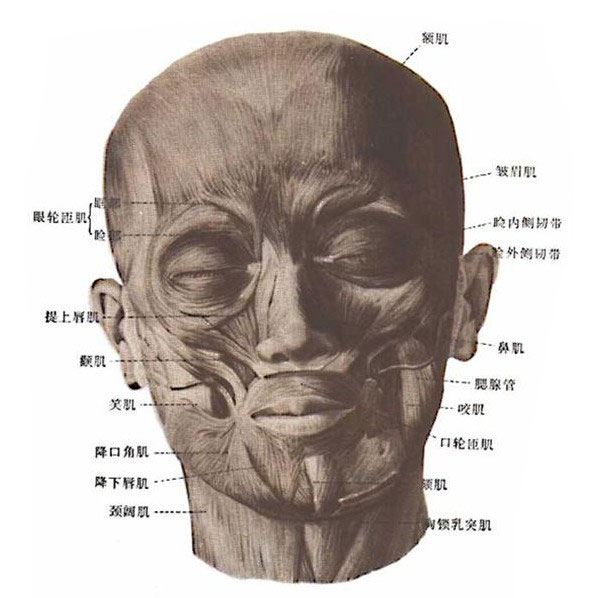 顳肌位於顳窩內,起於顳窩和顳筋膜