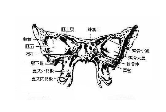 蝶骨解剖图三维图片