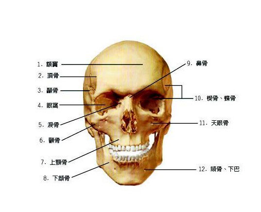 顶骨的位置图片图片