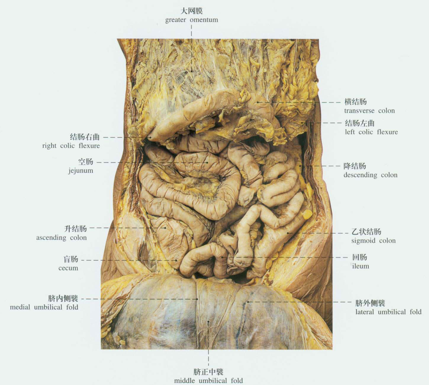 164.胃的肌肉-系统解剖学-医学