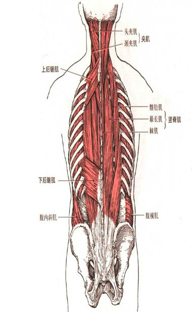 竖脊肌位置图片图片
