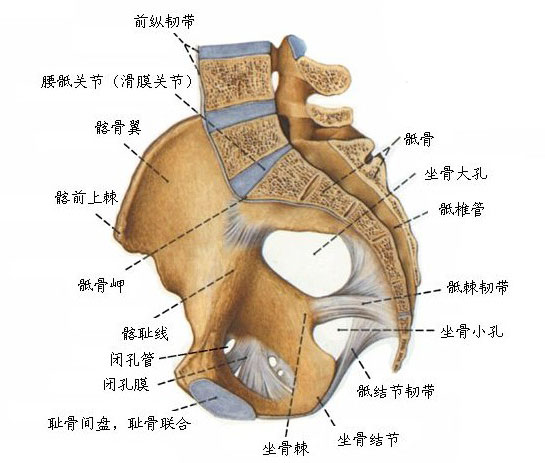 正常骨盆解剖示意图人体解剖图