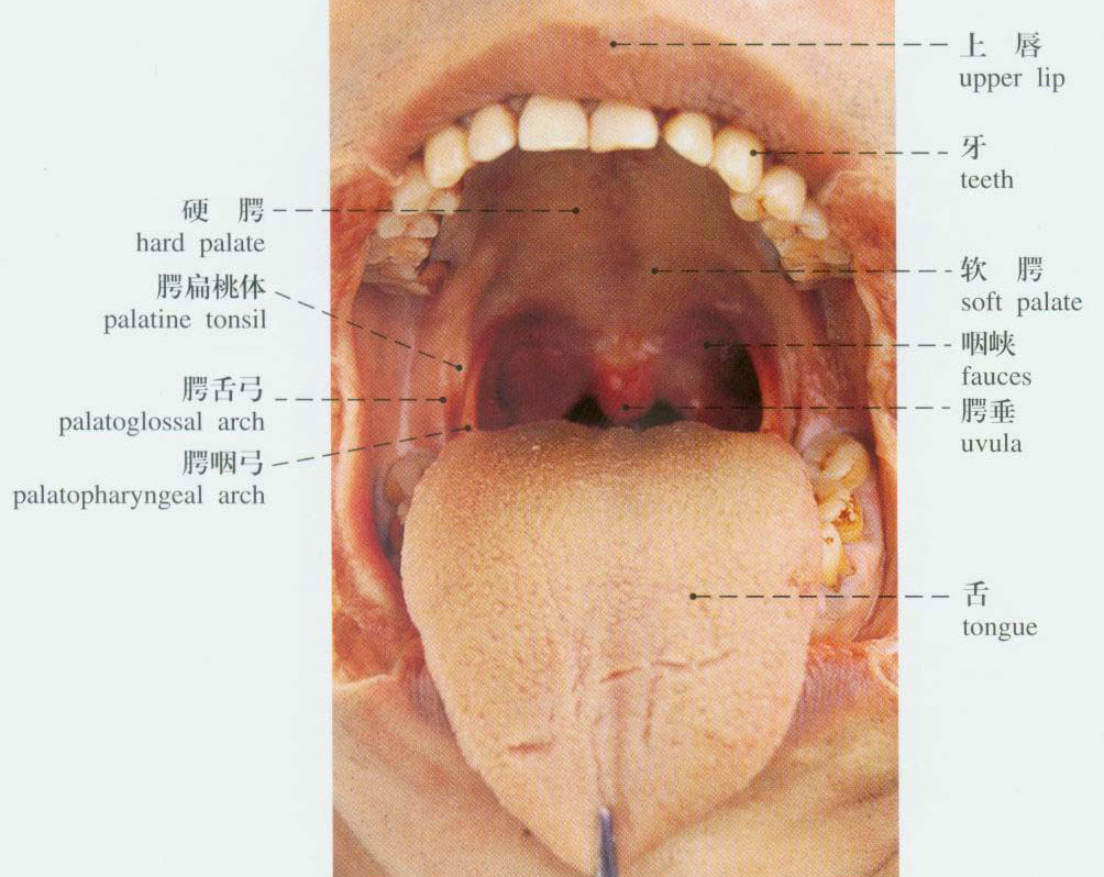 口腔内部结构图详细图片