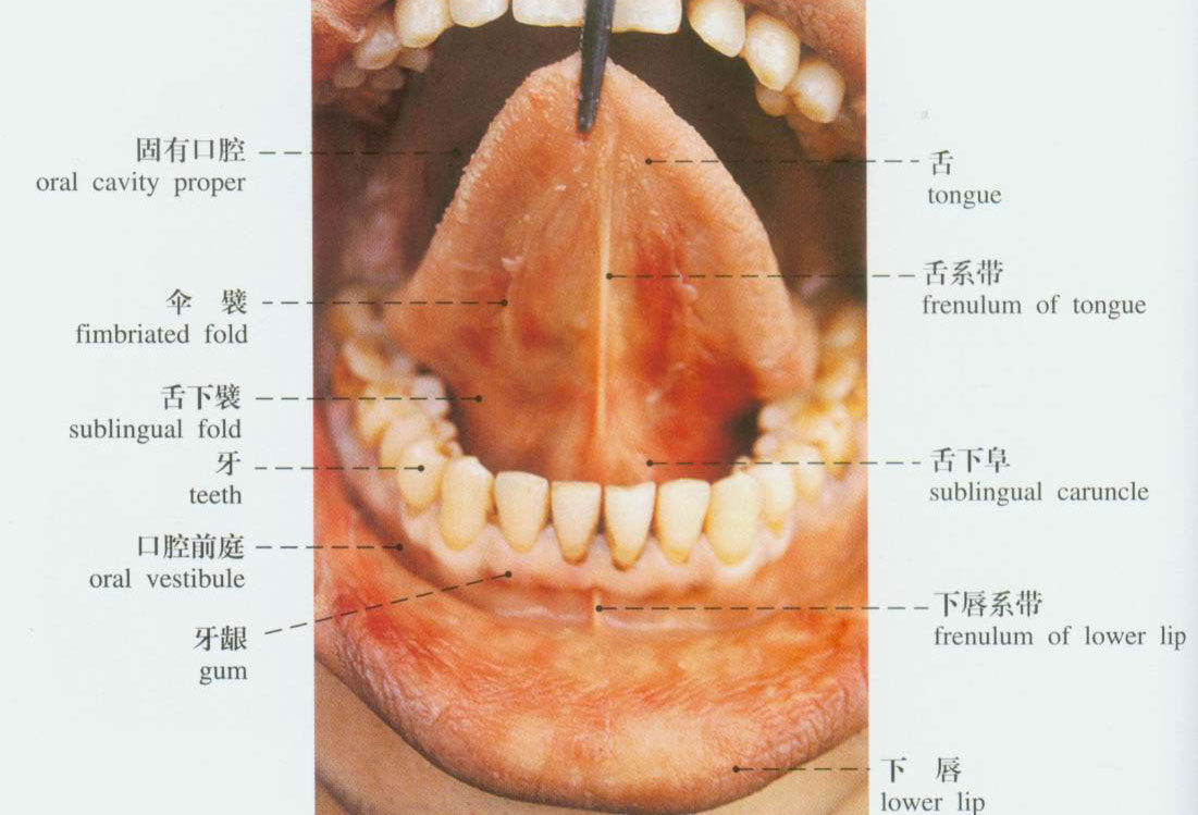 唇粘膜解剖结构图片
