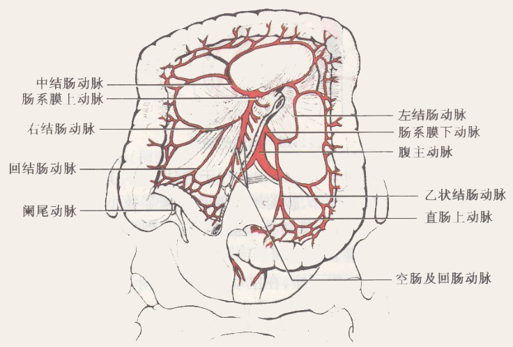 肠系膜动脉解剖图图片