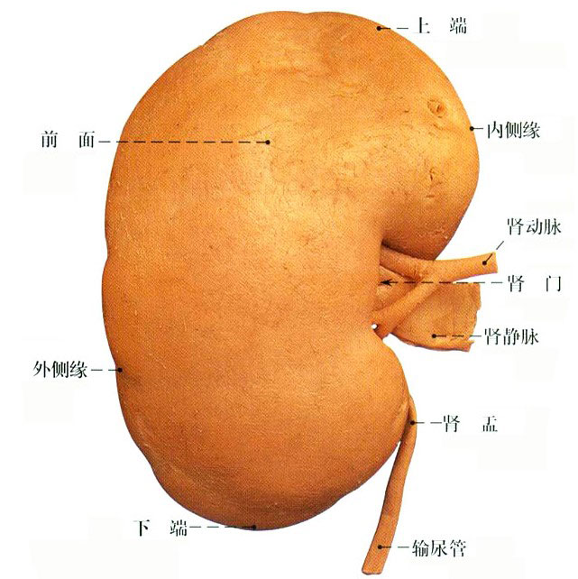 肾脏图片 解剖图真实图片