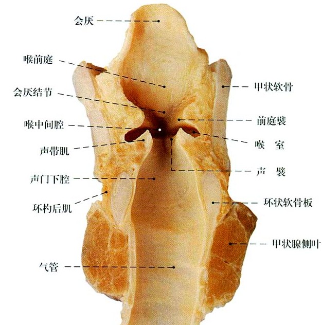 男性喉结解剖图图片