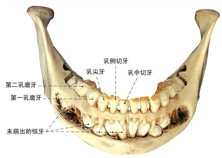 牙的构造解剖示意图-人体解剖图