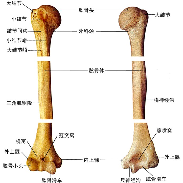 人体肱骨解剖示意图