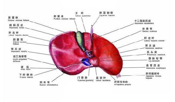 肝的前面观解剖图图片