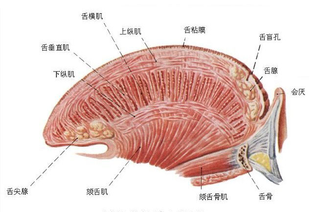 人体舌肌解剖示意图人体解剖图