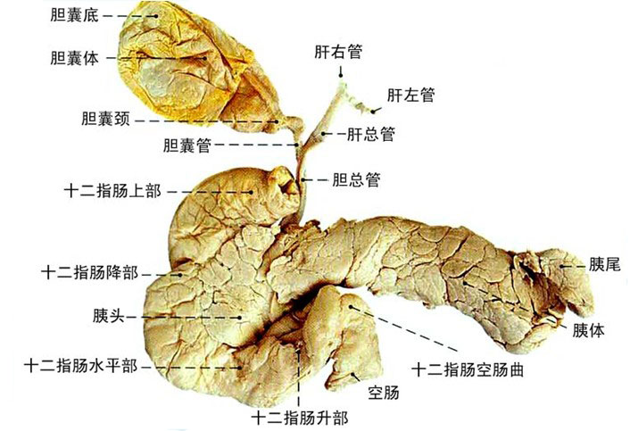 肝胆胰解剖图高清图片