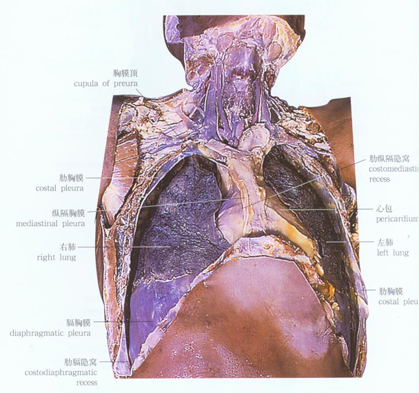 胸膜前界图片