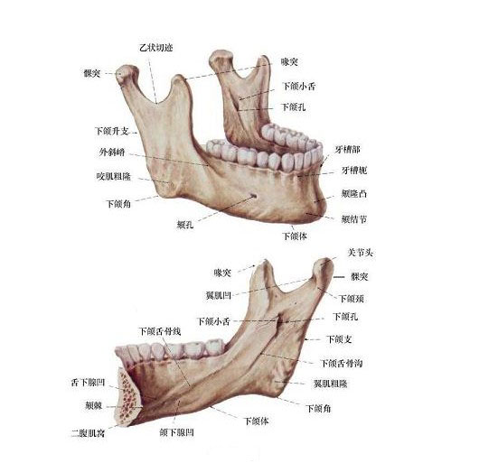 下颌骨上颌骨颌面部骨骼解剖图颌面部骨骼解剖图