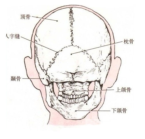 人后脑勺结构图图片