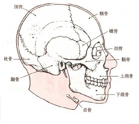 颅骨侧面图图片