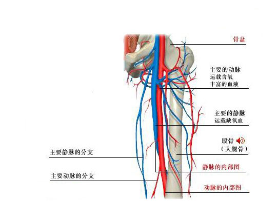 大腿血管解剖图片