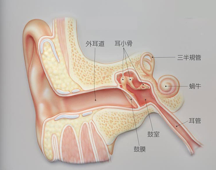正常人体耳朵解剖学人体解剖图