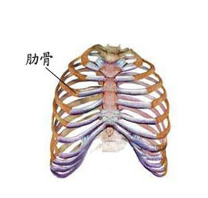 正常人体肋骨解剖图-人体解剖图