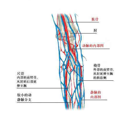 上肢深静脉血管解剖图图片