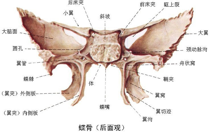 蝶骨解剖图三维图片
