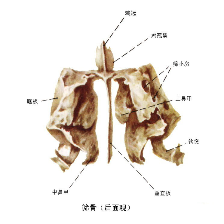 筛骨纸板解剖图片