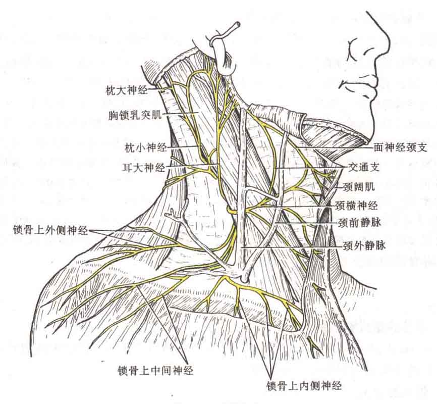 颈动脉鞘神经图片