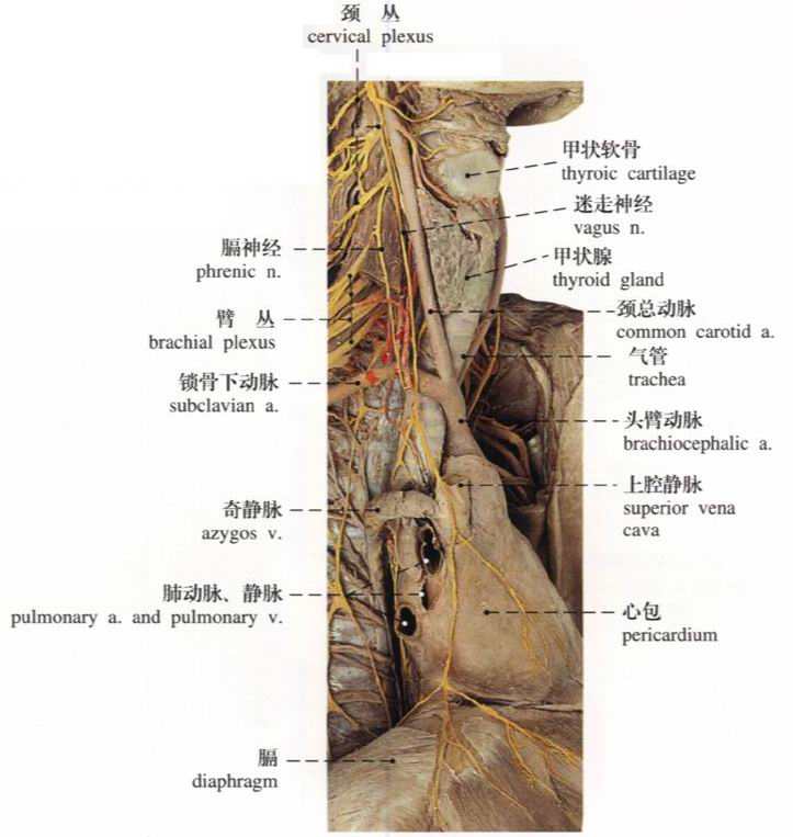 肌间神经丛图片图片