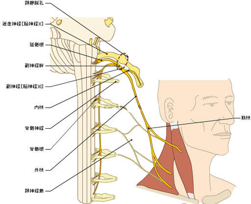 副神经走形图片