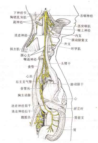 迷走神經分佈示意圖人體解剖圖