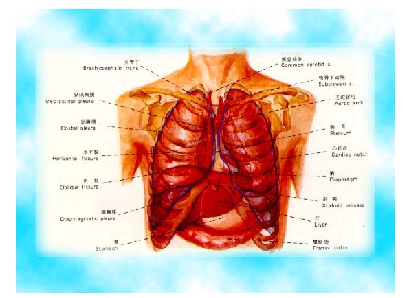 肺的生理解剖结构图图片