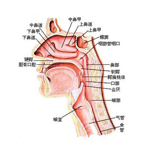 正常鼻咽部解剖图图片