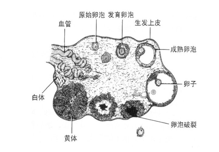 卵巢生理结构示意图生理结构图