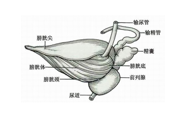 输精管部位图图片