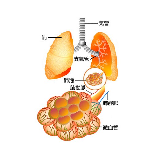 肺泡间孔图片图片