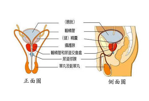 男性尿道球腺图片