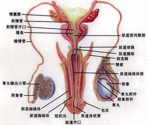 女性尿道球腺开口照片图片