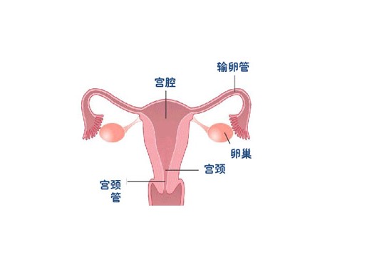 医学医药 医学图库子宫分布结构示意图 卵巢位于子宫的两旁,输卵管的
