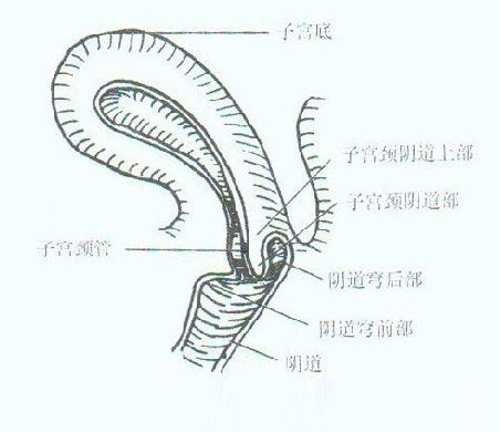 女性内生殖器结构图