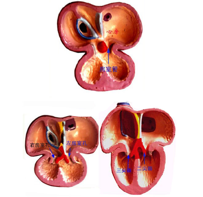 心脏胚胎发育过程图