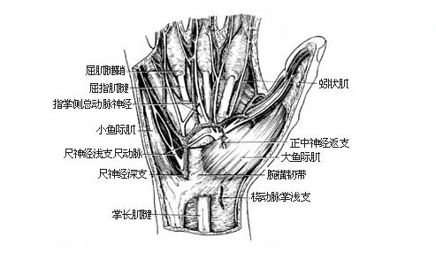 手腕腱鞘囊肿解剖图图片